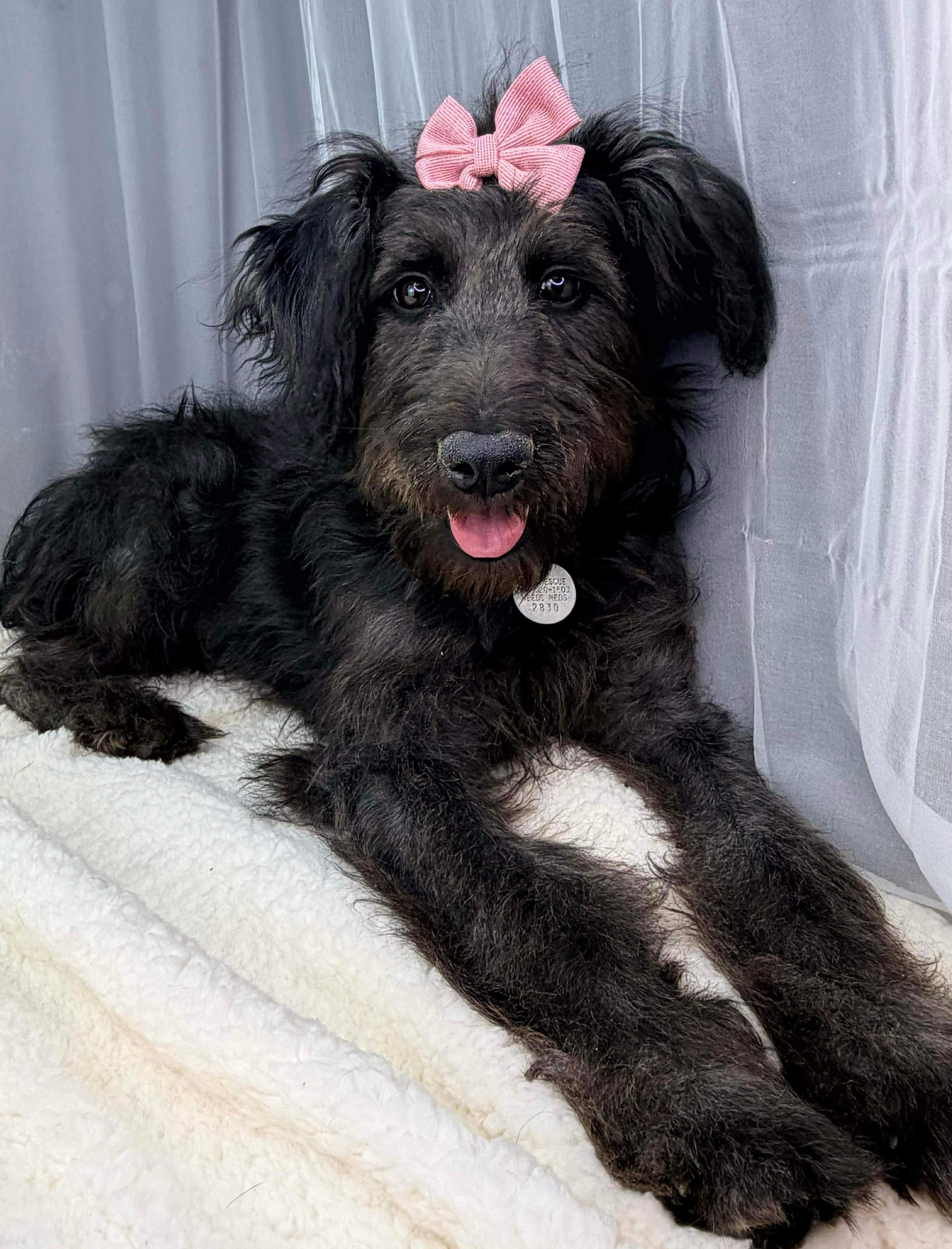 Enlarge Cutiefly, a Adoptable Labradoodle in Southfield , MI image 4/6