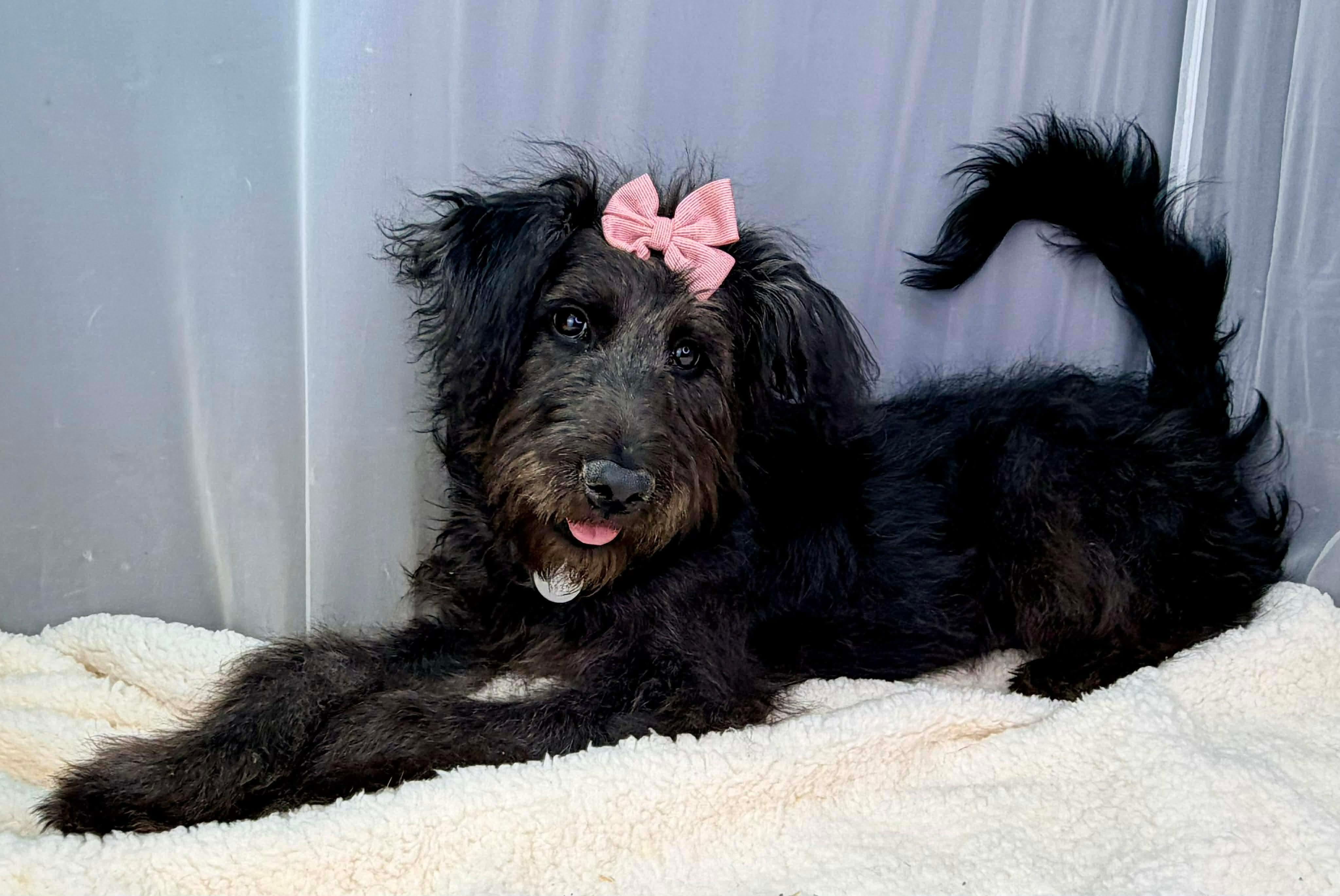 Enlarge Cutiefly, a Adoptable Labradoodle in Southfield , MI image 6/6