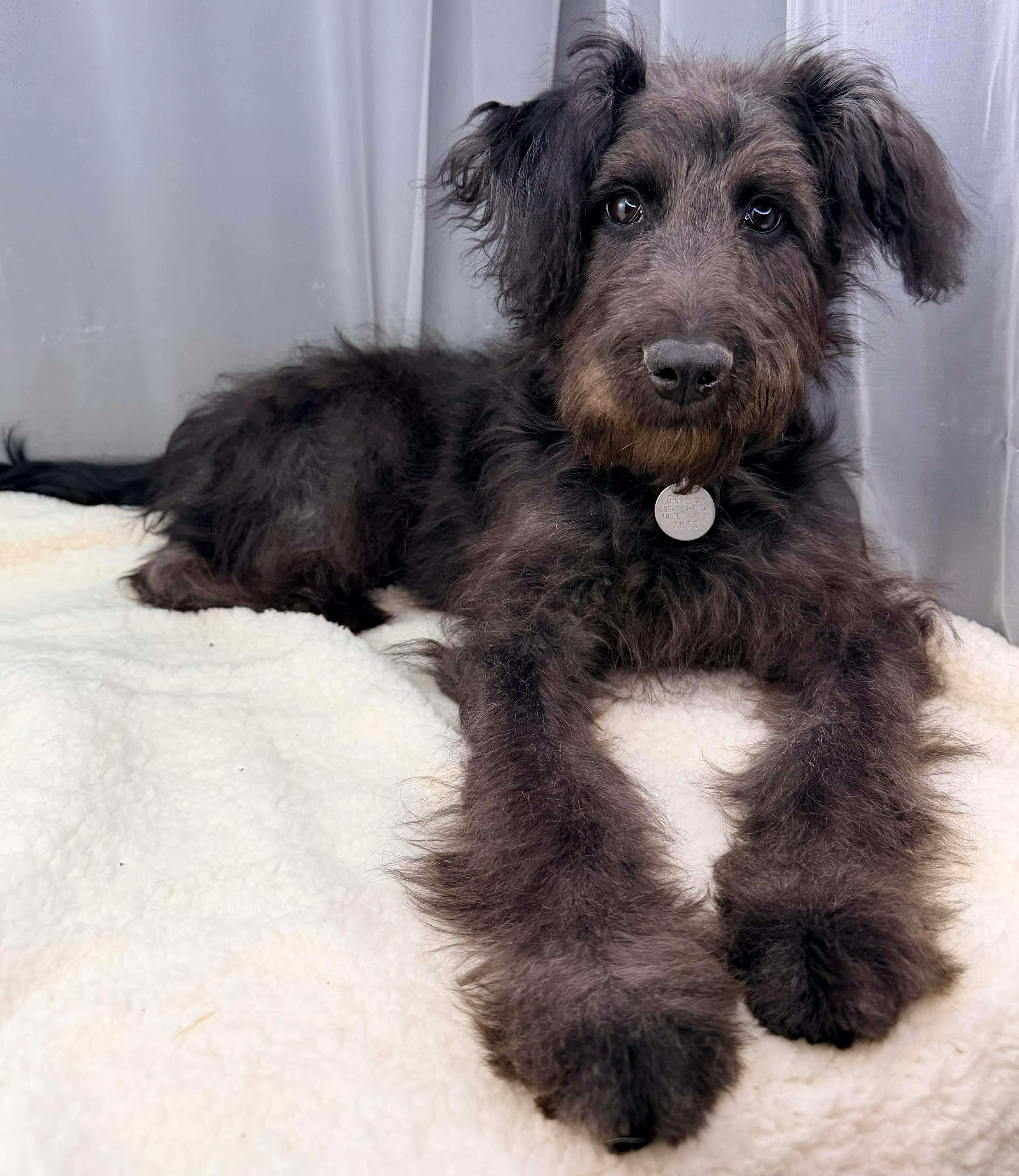 Enlarge Cutiefly, a Adoptable Labradoodle in Southfield , MI image 2/6