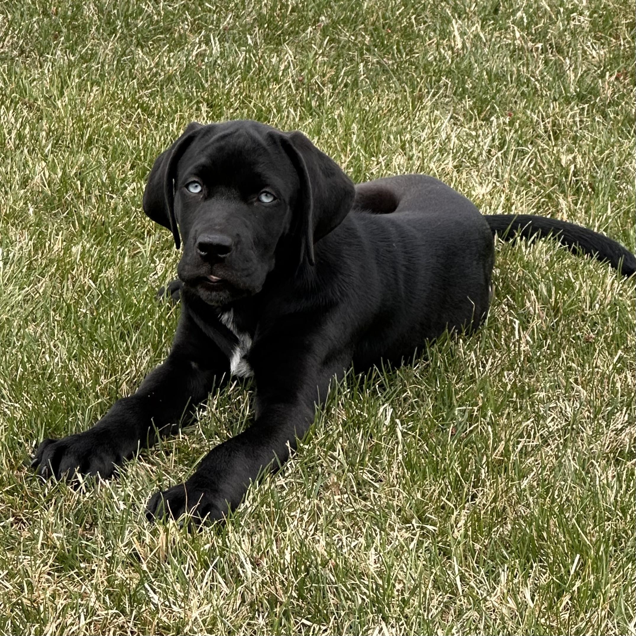 Clyde, adopted, Puppy Male Great Dane & Black Labrador Retriever.