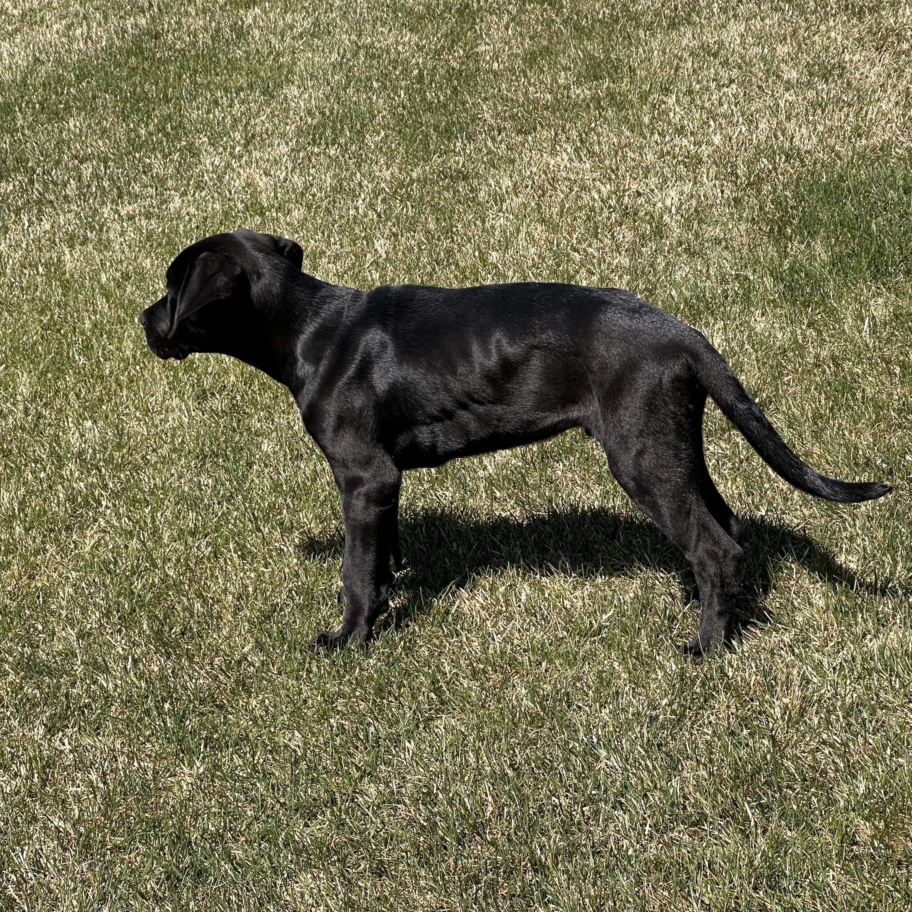 Clyde, an adopted mixed breed in Prior Lake, MN image 3/5