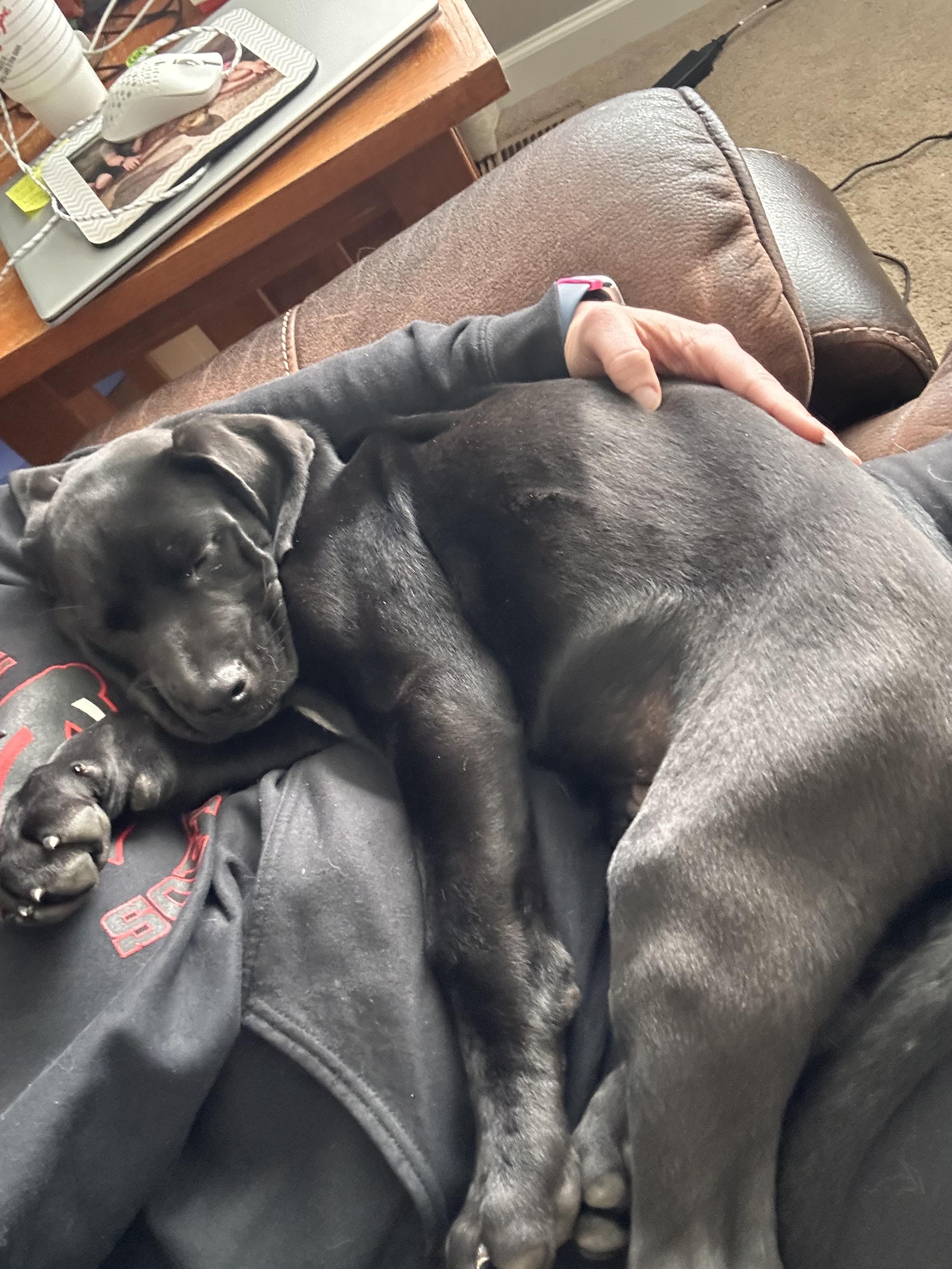 Clyde, an adopted mixed breed in Prior Lake, MN image 5/5