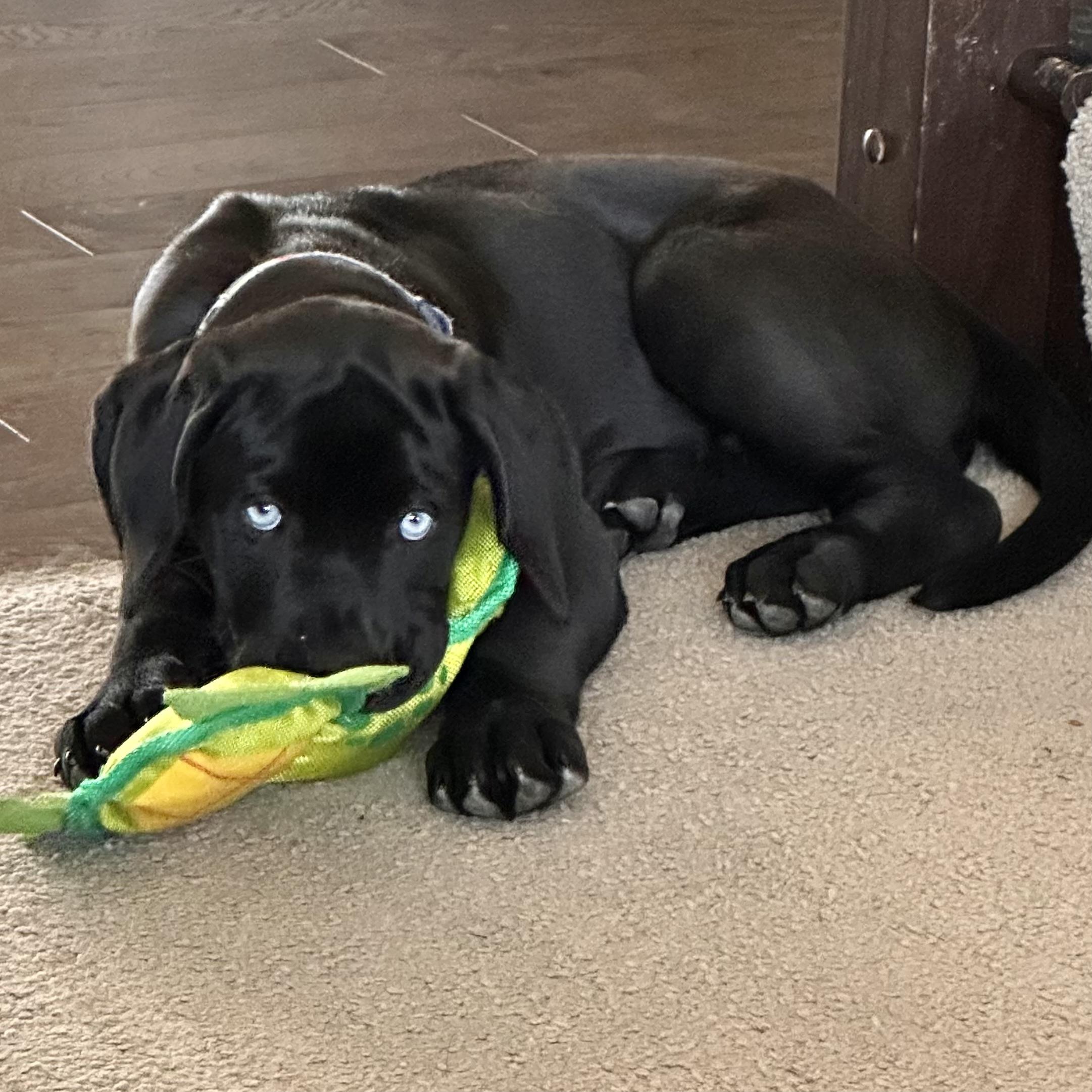 Clyde, an adopted mixed breed in Prior Lake, MN image 2/5