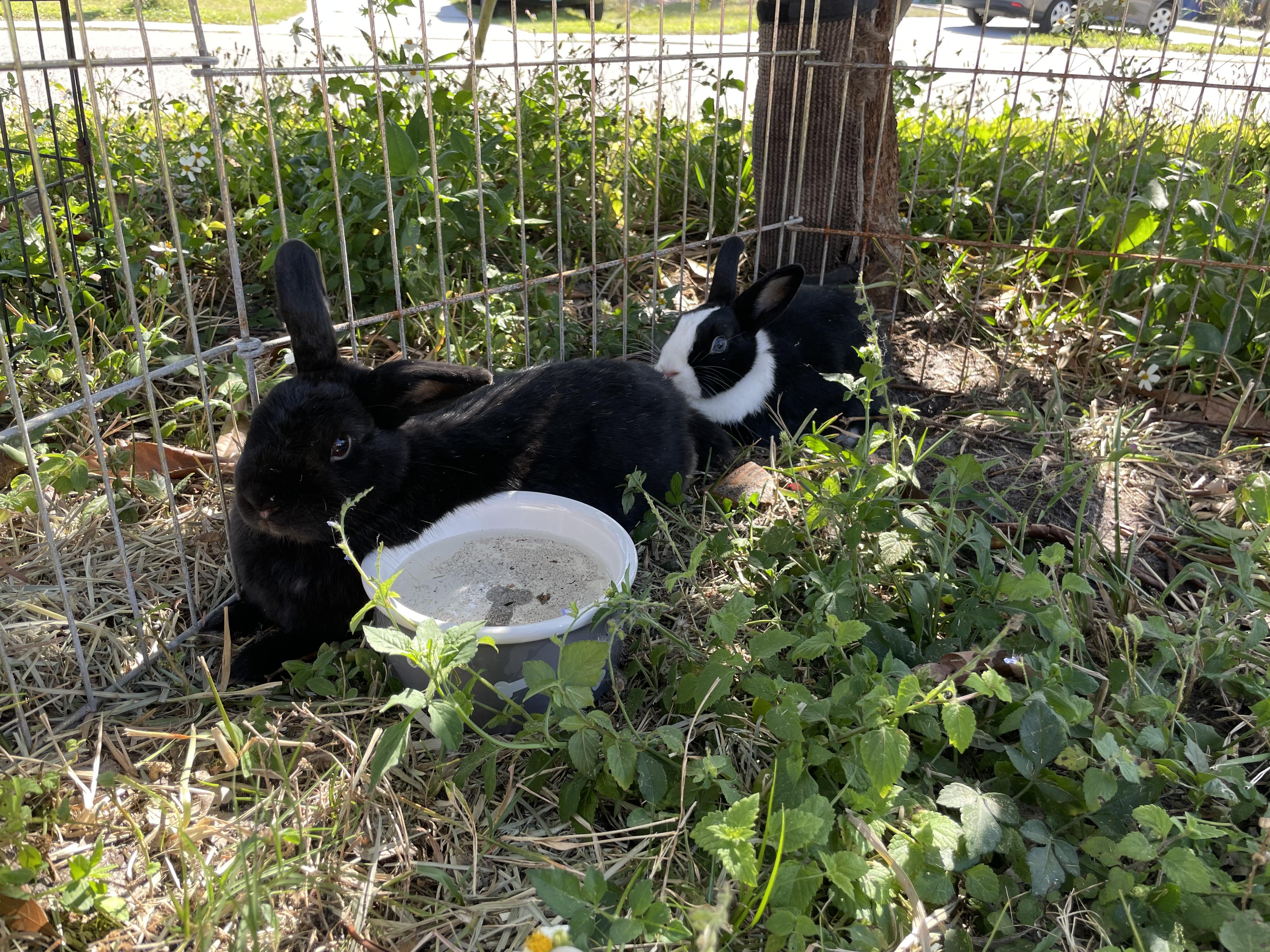 Enlarge Tokyo (& Milo), a Adoptable Dutch in Holiday, FL image 1/6