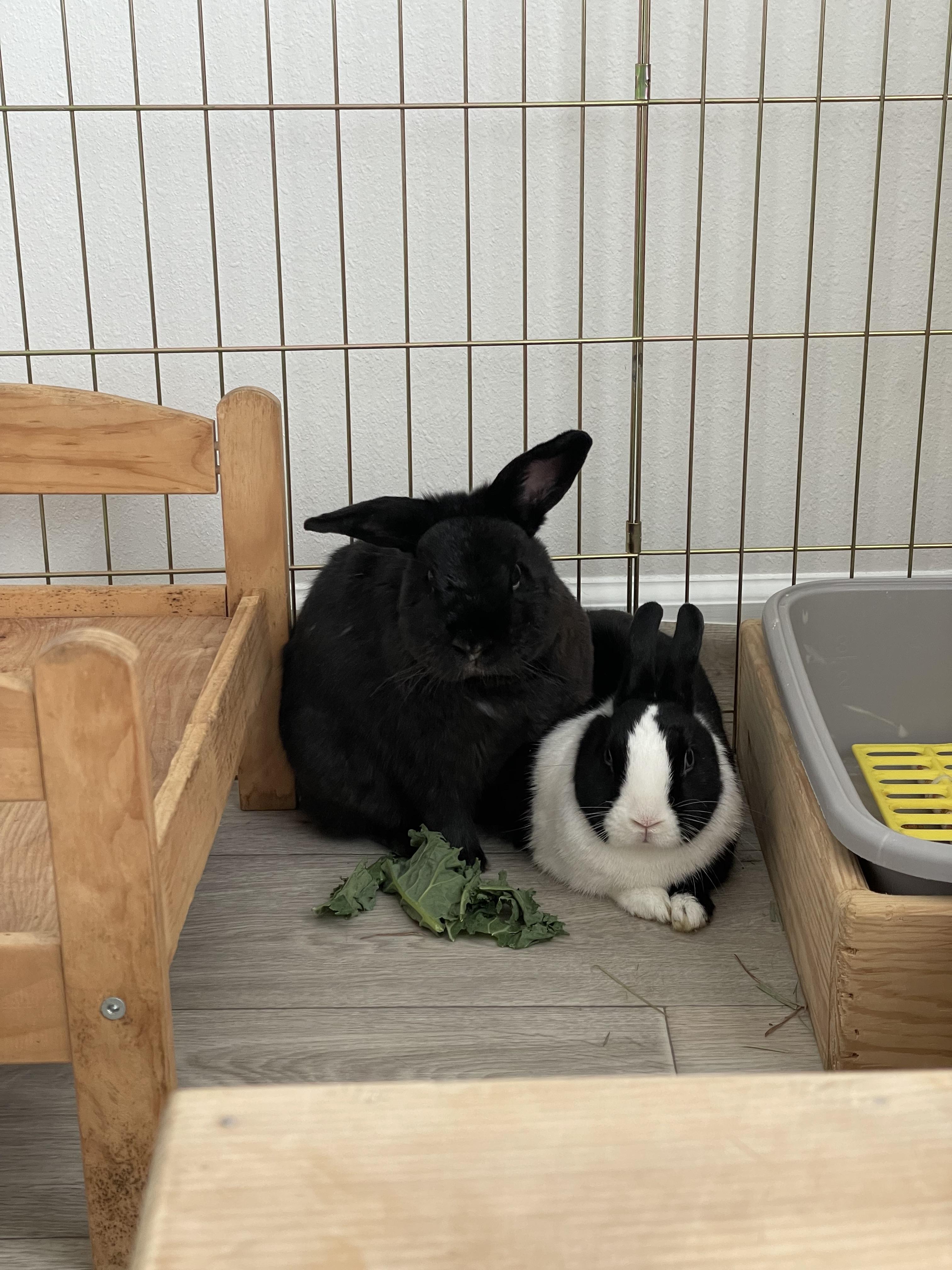 Enlarge Tokyo (& Milo), a Adoptable Dutch in Holiday, FL image 2/6