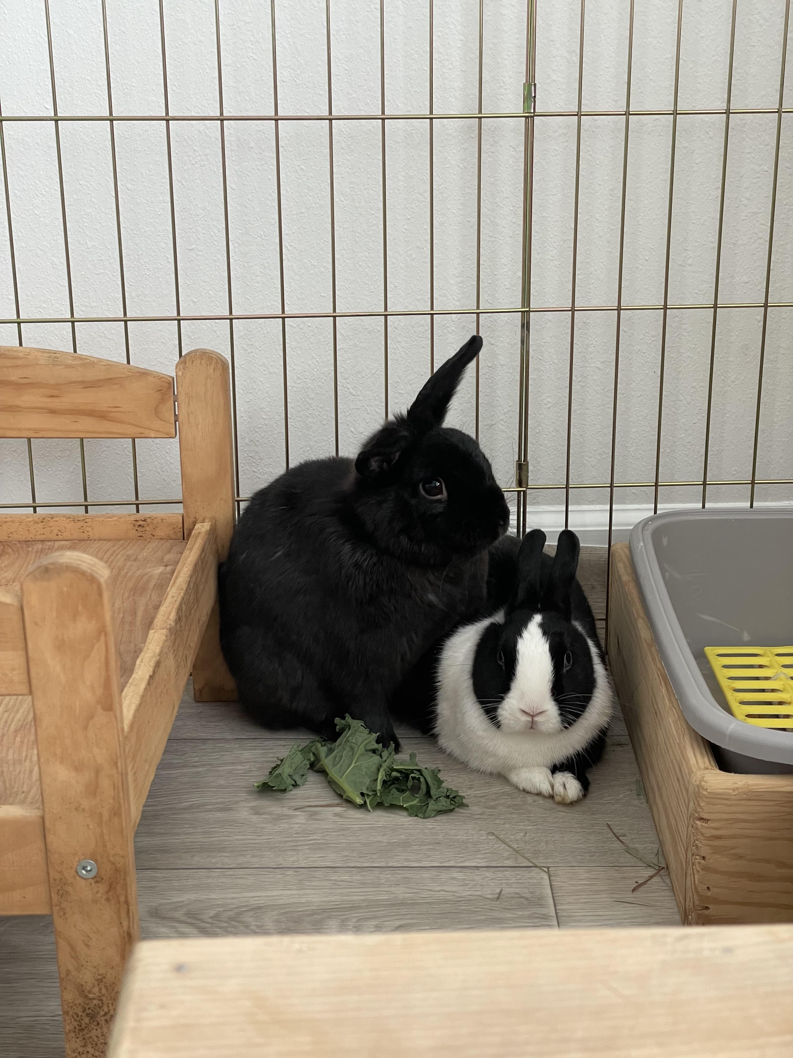 Enlarge Tokyo (& Milo), a Adoptable Dutch in Holiday, FL image 3/6