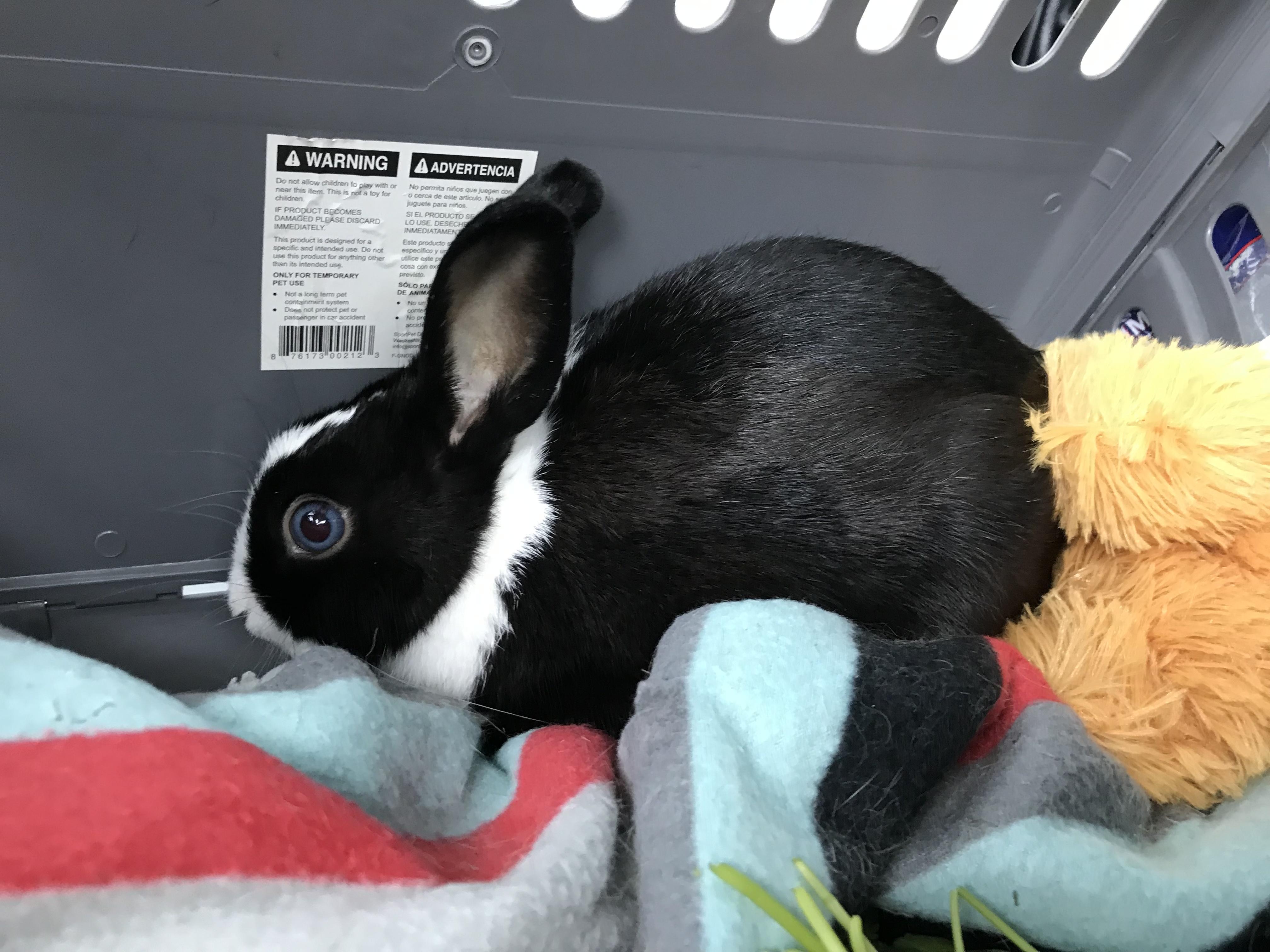 Enlarge Tokyo (& Milo), a Adoptable Dutch in Holiday, FL image 6/6