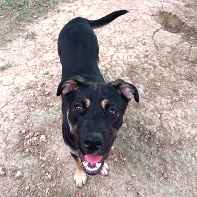 Fiddle Biscuit, a Adoptable Mixed Breed in Chattanooga, TN image 1/6