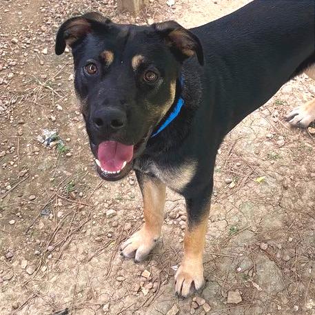 Fiddle Biscuit, a Adoptable Mixed Breed in Chattanooga, TN image 2/6