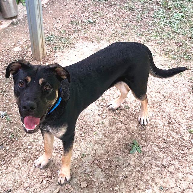 Fiddle Biscuit, a Adoptable Mixed Breed in Chattanooga, TN image 3/6