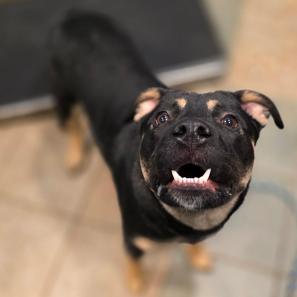 Fiddle Biscuit, a Adoptable Mixed Breed in Chattanooga, TN image 4/6