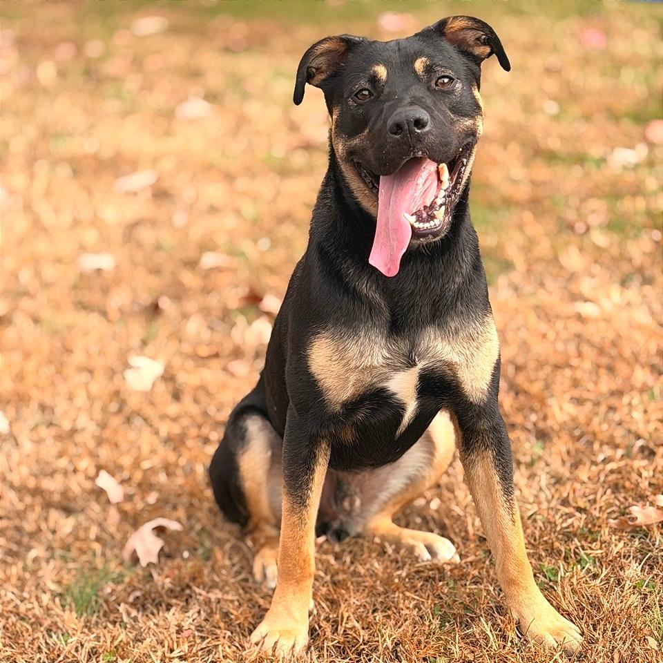 Fiddle Biscuit, a Adoptable Mixed Breed in Chattanooga, TN image 5/6