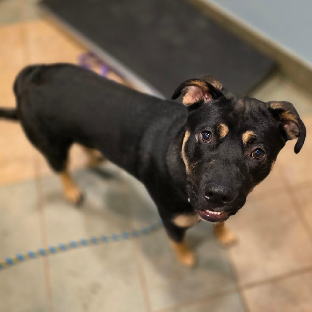 Fiddle Biscuit, a Adoptable Mixed Breed in Chattanooga, TN image 6/6