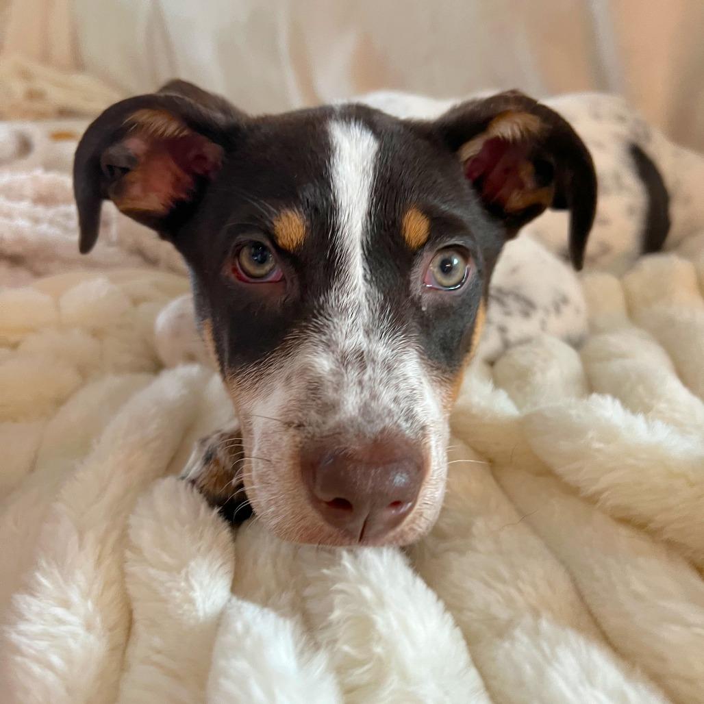 Prue, Adoptable, Puppy Female Cattle Dog & Australian Shepherd.