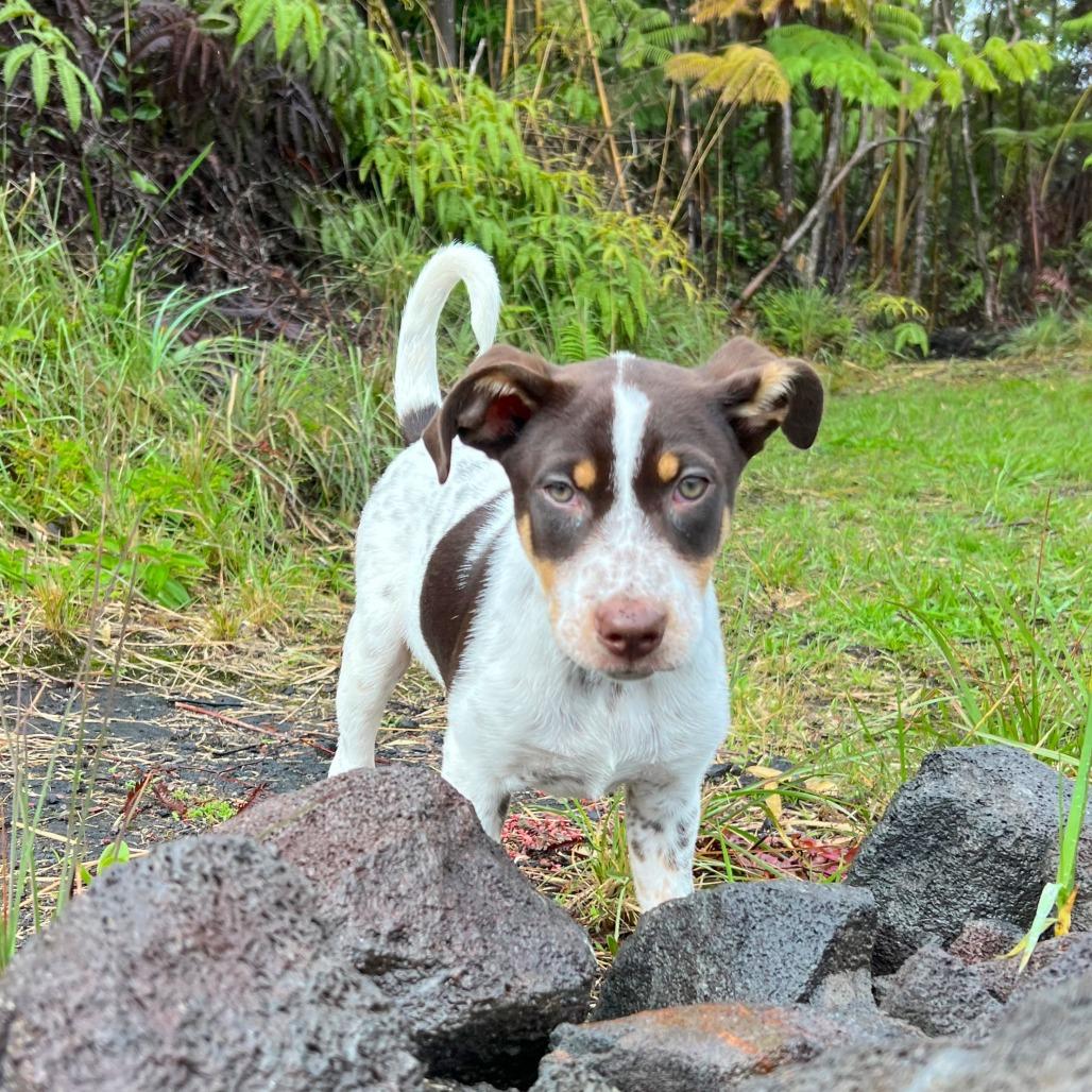Prue, a Adoptable mixed breed in Newport Beach, CA image 3/6