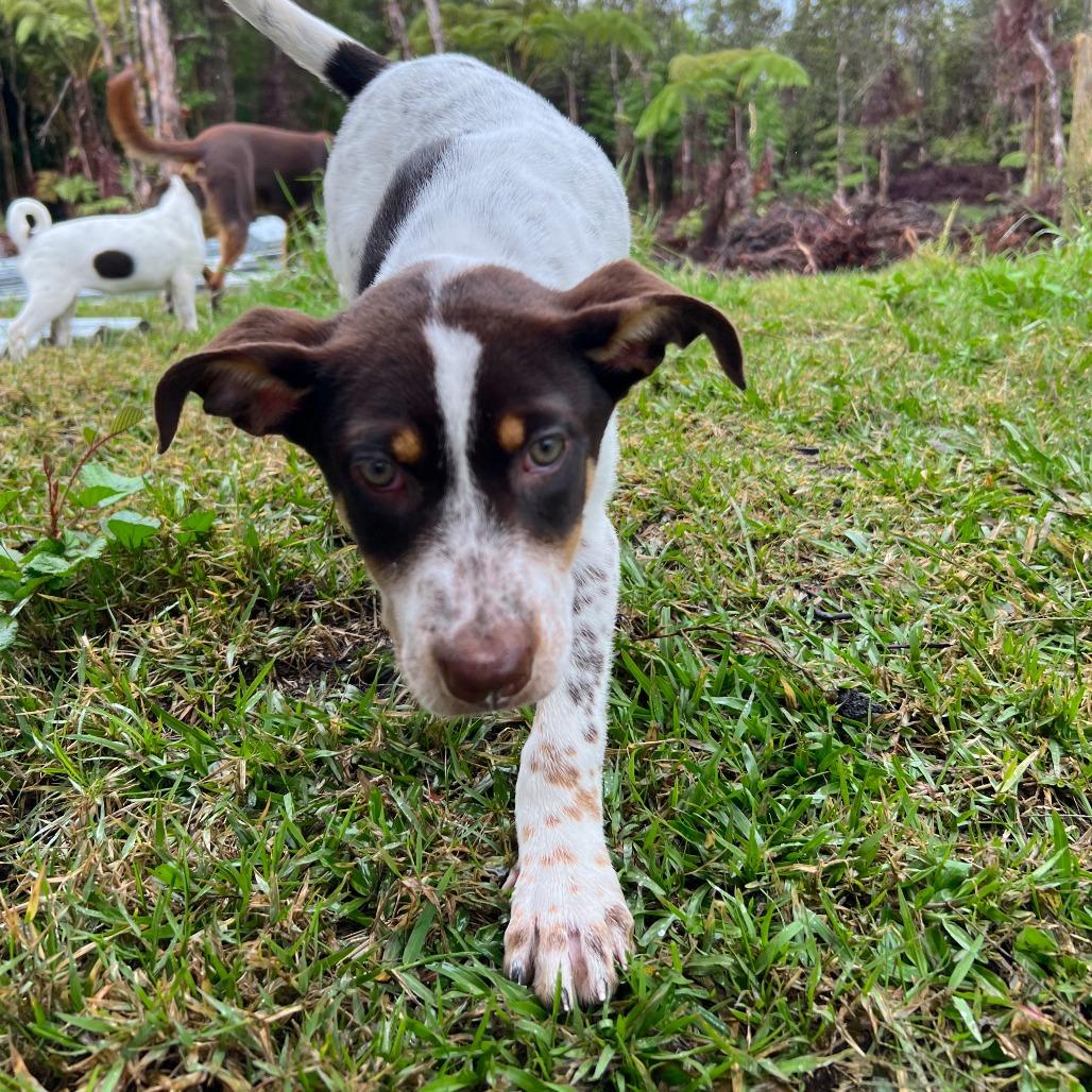 Prue, a Adoptable mixed breed in Newport Beach, CA image 2/6