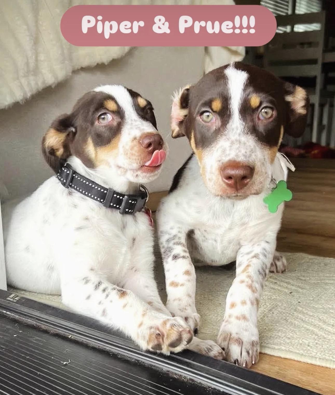 Prue, a Adoptable mixed breed in Newport Beach, CA image 6/6