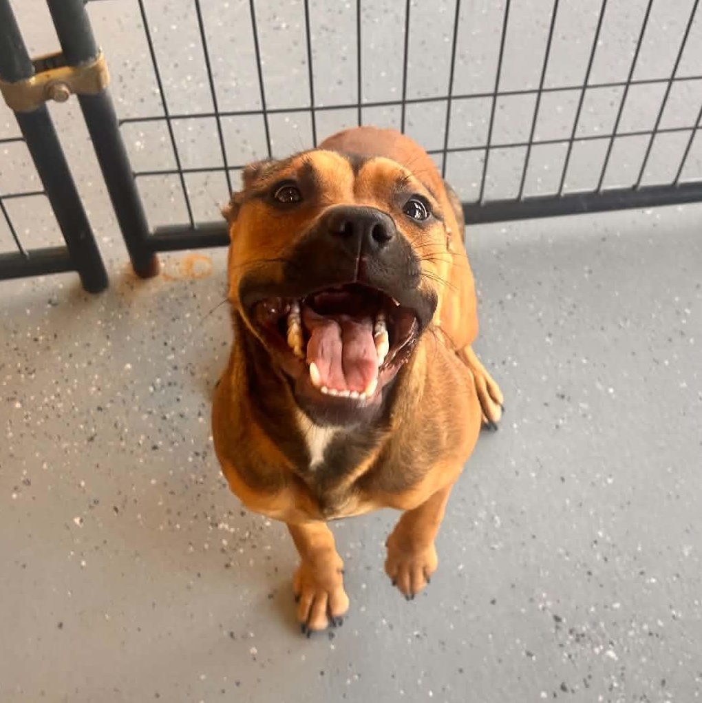 Ophelia, ADOPTABLE, Young Female Pit Bull Terrier.