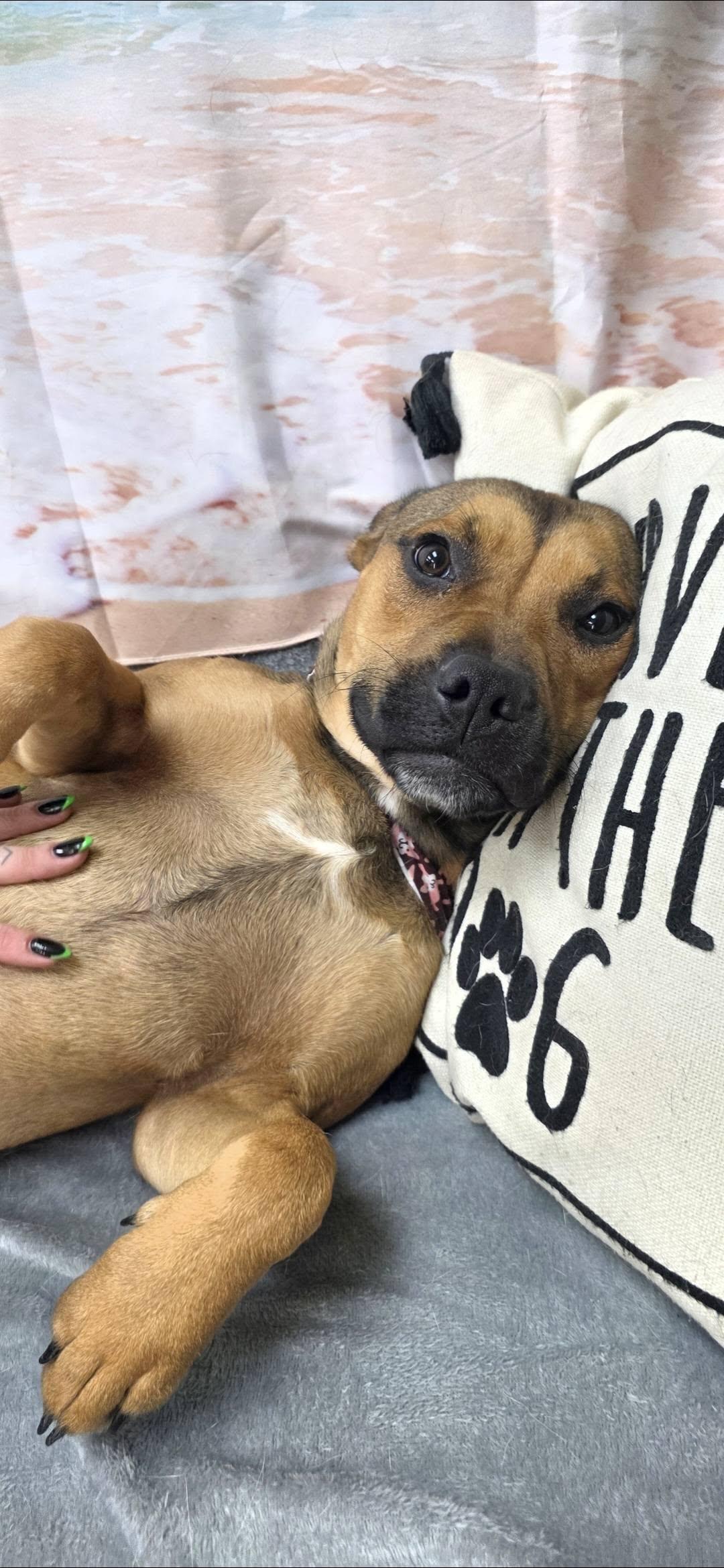 Ophelia, a ADOPTABLE Pit Bull Terrier in Bishopville, SC image 2/2