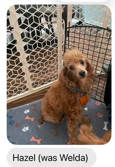 Enlarge Hazel, a Adoptable Miniature Poodle in Williamsburg, VA image 3/5