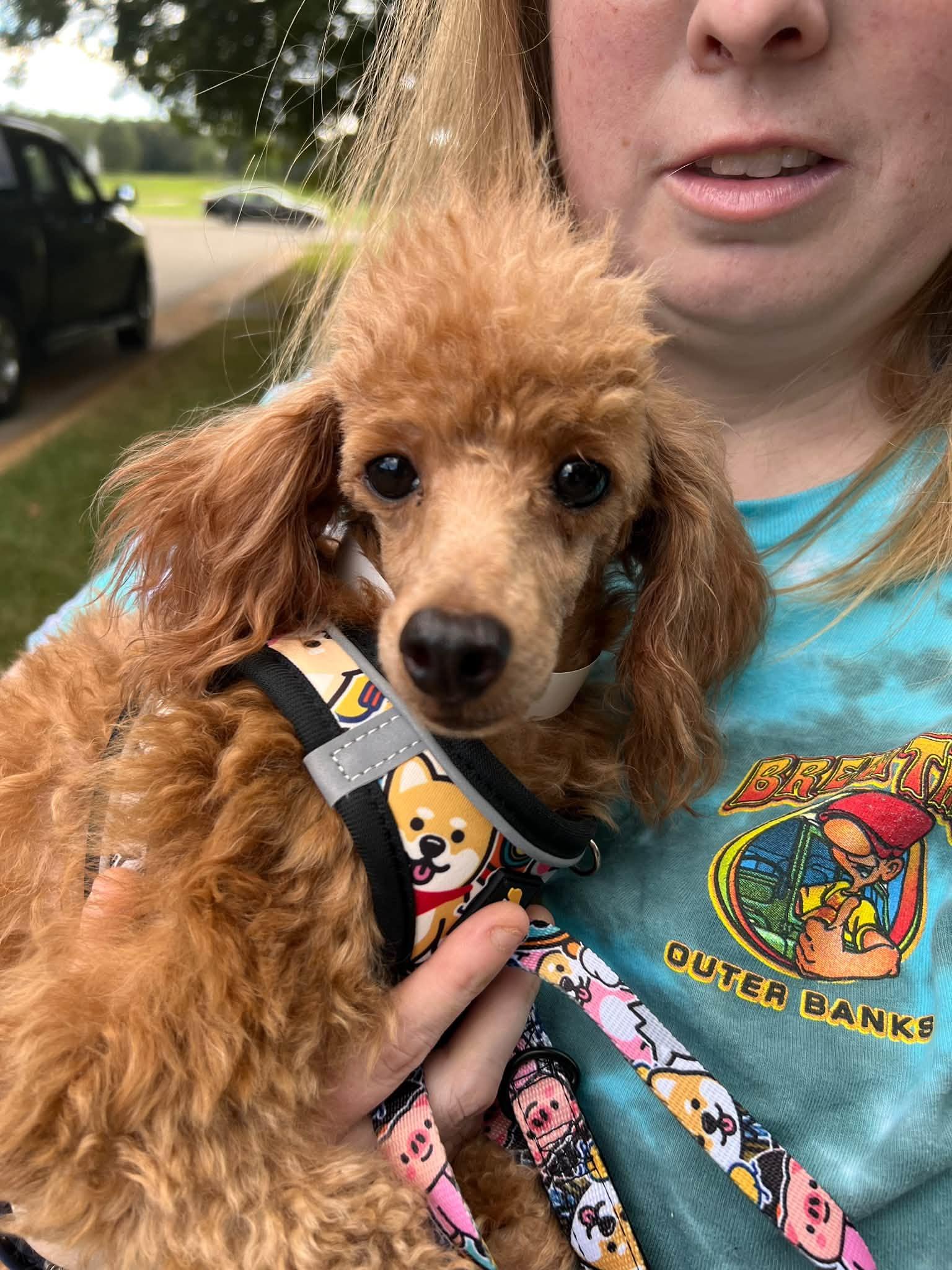 Enlarge Hazel, a Adoptable Miniature Poodle in Williamsburg, VA image 1/5