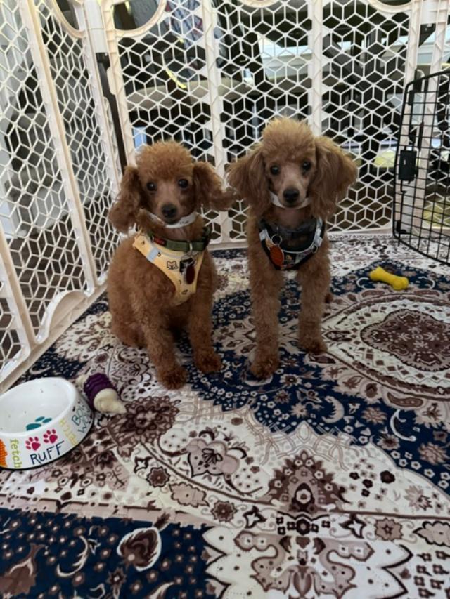Enlarge Hazel, a Adoptable Miniature Poodle in Williamsburg, VA image 5/5