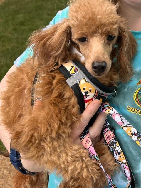 Enlarge Hazel, a Adoptable Miniature Poodle in Williamsburg, VA image 2/5