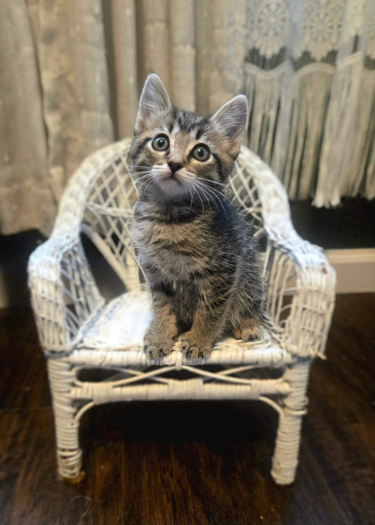 Fig, ADOPTABLE, Kitten Male Domestic Short Hair.