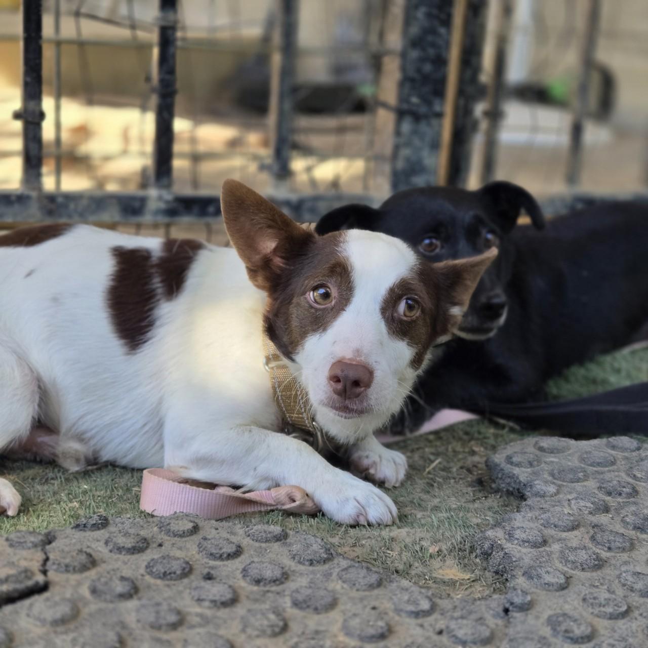 Alvin, a Adoptable mixed breed in Mansfield, TX image 1/3