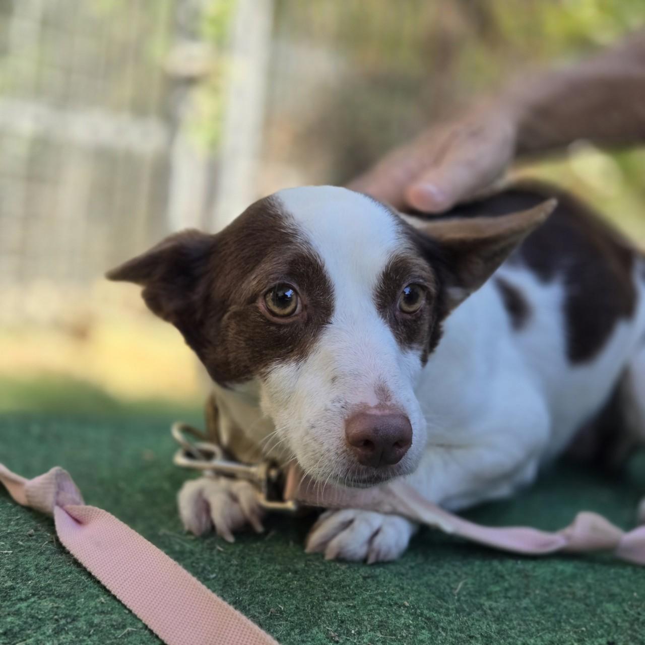Alvin, a Adoptable mixed breed in Mansfield, TX image 2/3