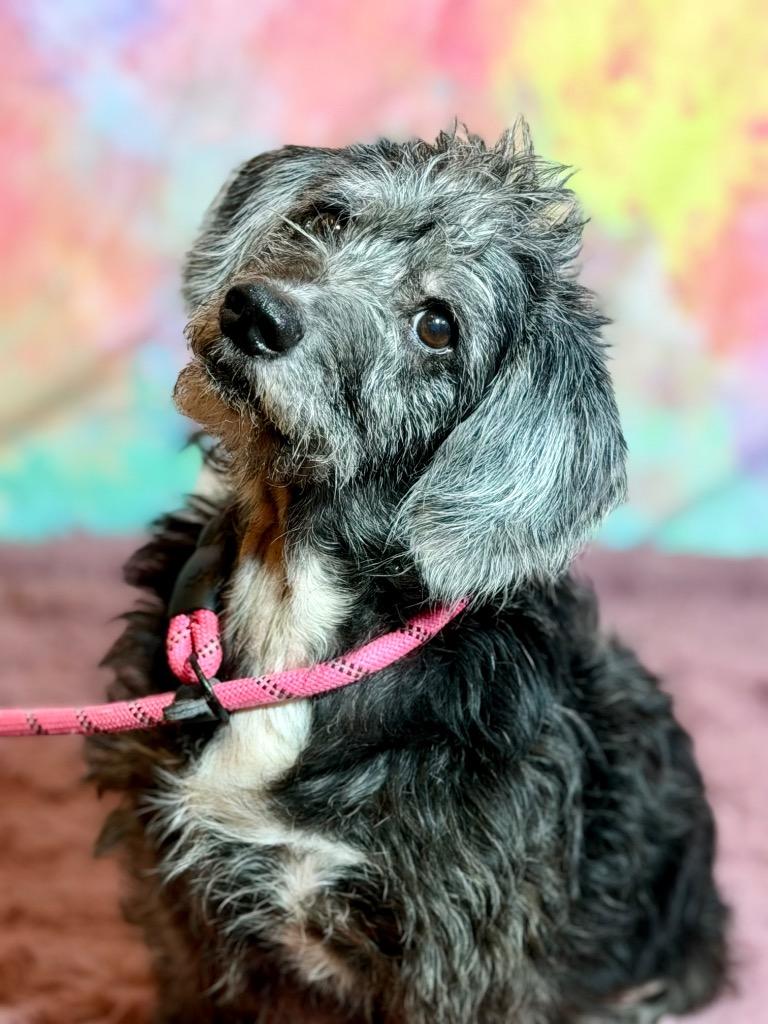 BERNARD, Adoptable, Senior Male Terrier.
