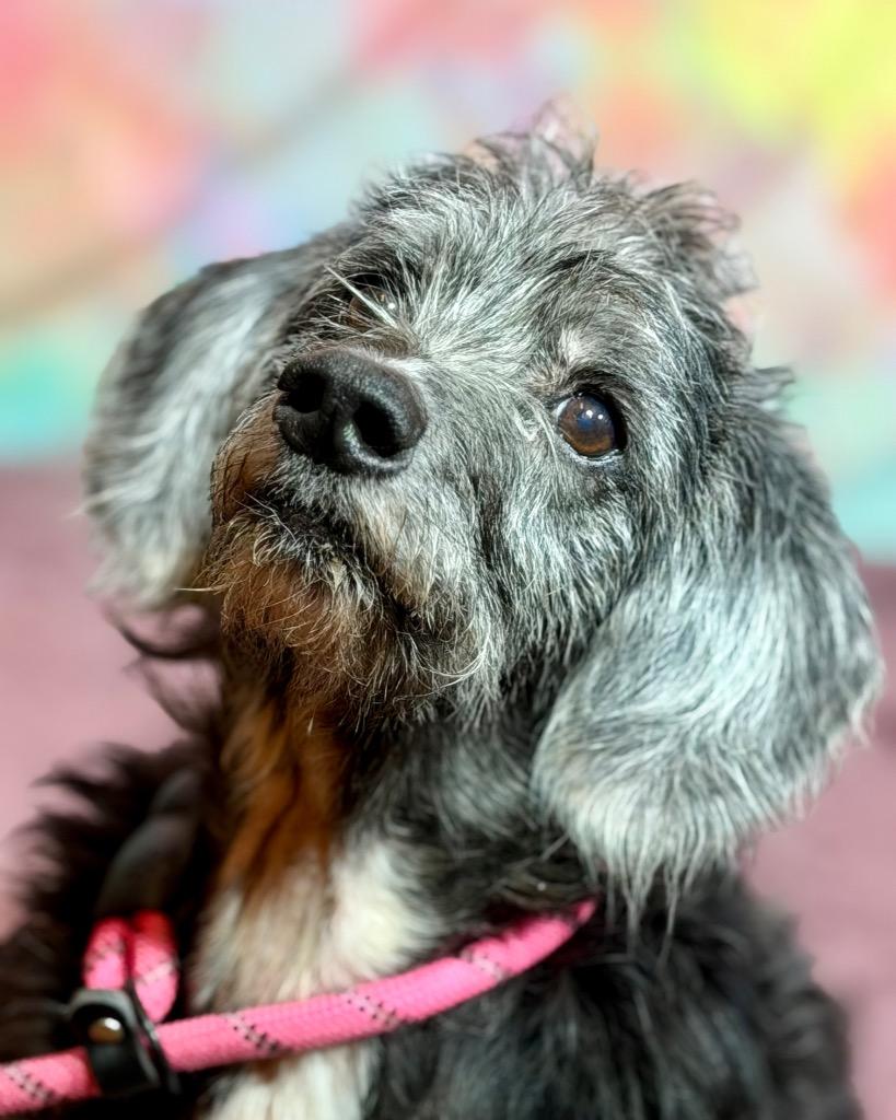 BERNARD, a Adoptable Terrier in Wintersville, OH image 2/4