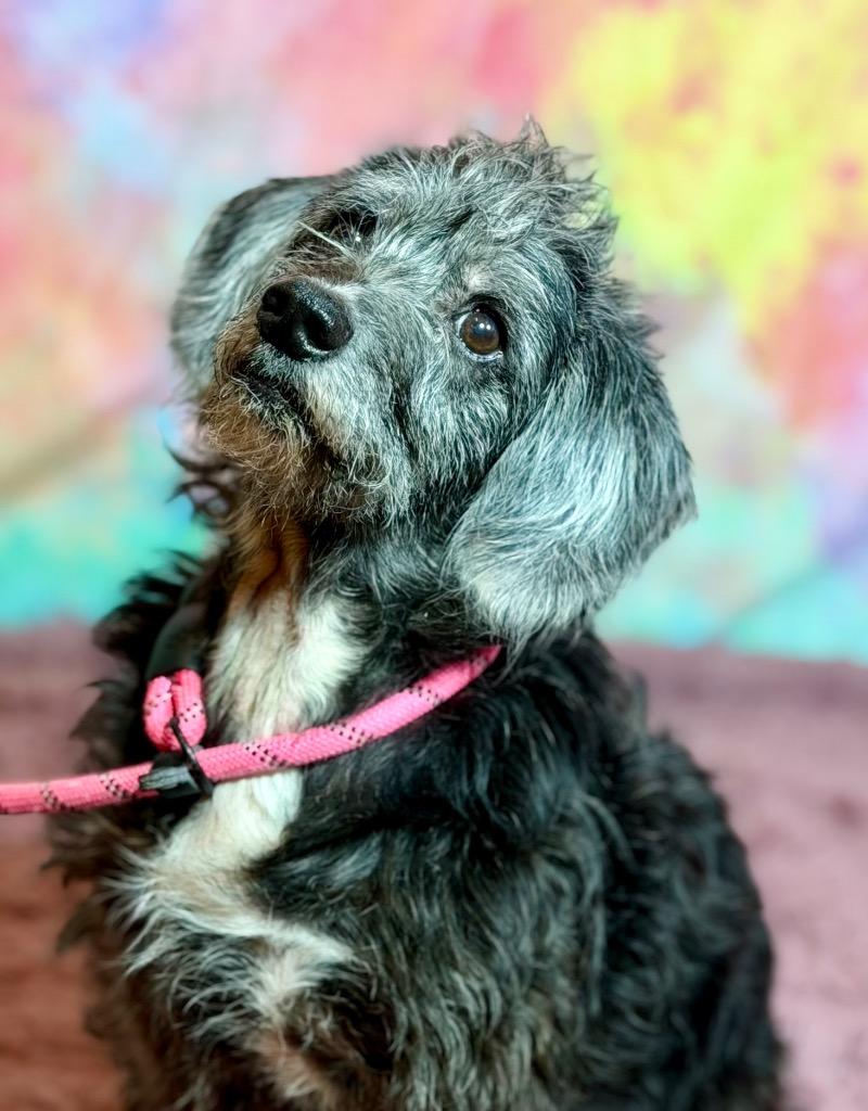 BERNARD, a Adoptable Terrier in Wintersville, OH image 3/4