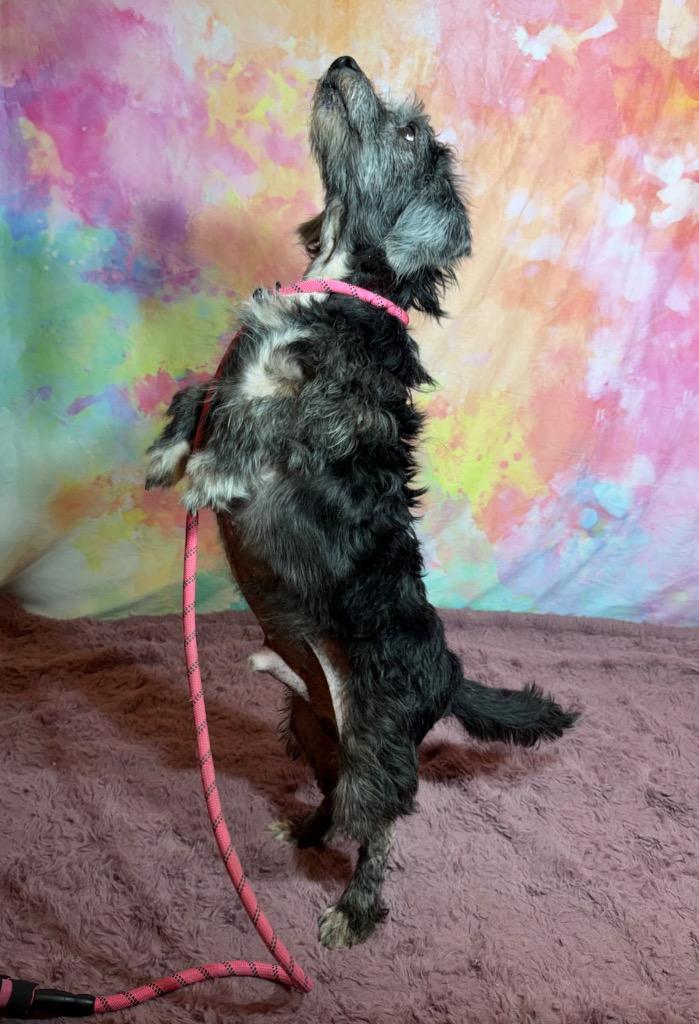 BERNARD, a Adoptable Terrier in Wintersville, OH image 4/4