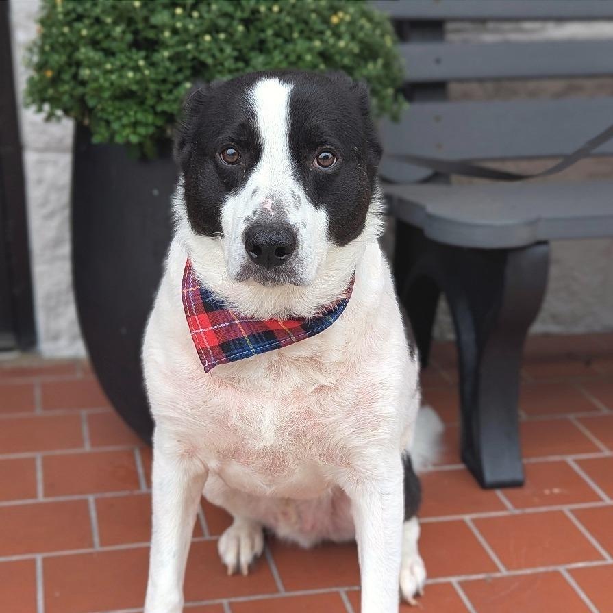 Enlarge Romeo, a Adoptable mixed breed in Helena, AL image 4/4