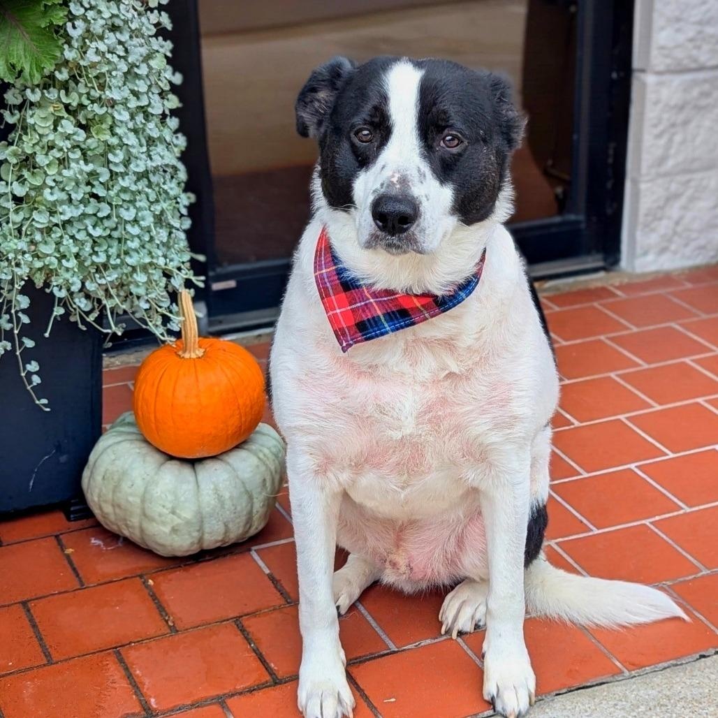 Enlarge Romeo, a Adoptable mixed breed in Helena, AL image 3/4