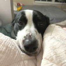 Enlarge Romeo, a Adoptable mixed breed in Helena, AL image 2/4