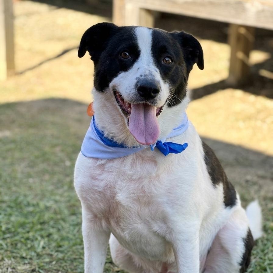 Romeo, Adoptable, Adult Male Border Collie.