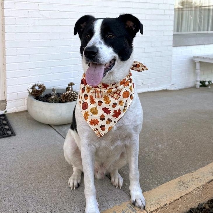 Enlarge Romeo, a Adoptable mixed breed in Helena, AL image 1/4