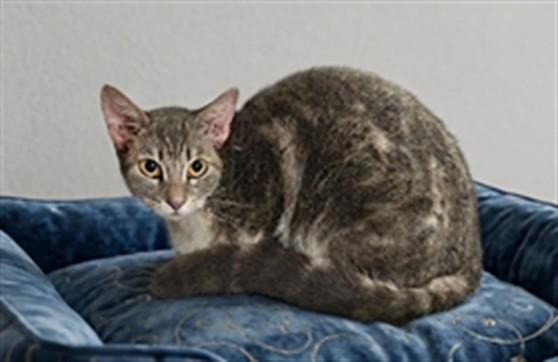 KITKAT, Adoptable, Adult Female Domestic Short Hair.