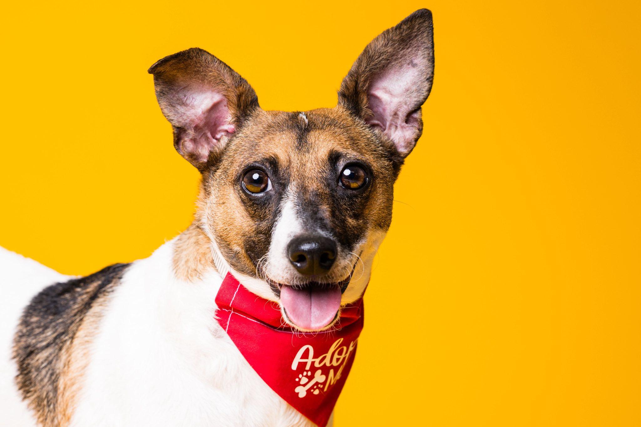 Pablo, Adoptable, Adult Male Jack Russell Terrier.