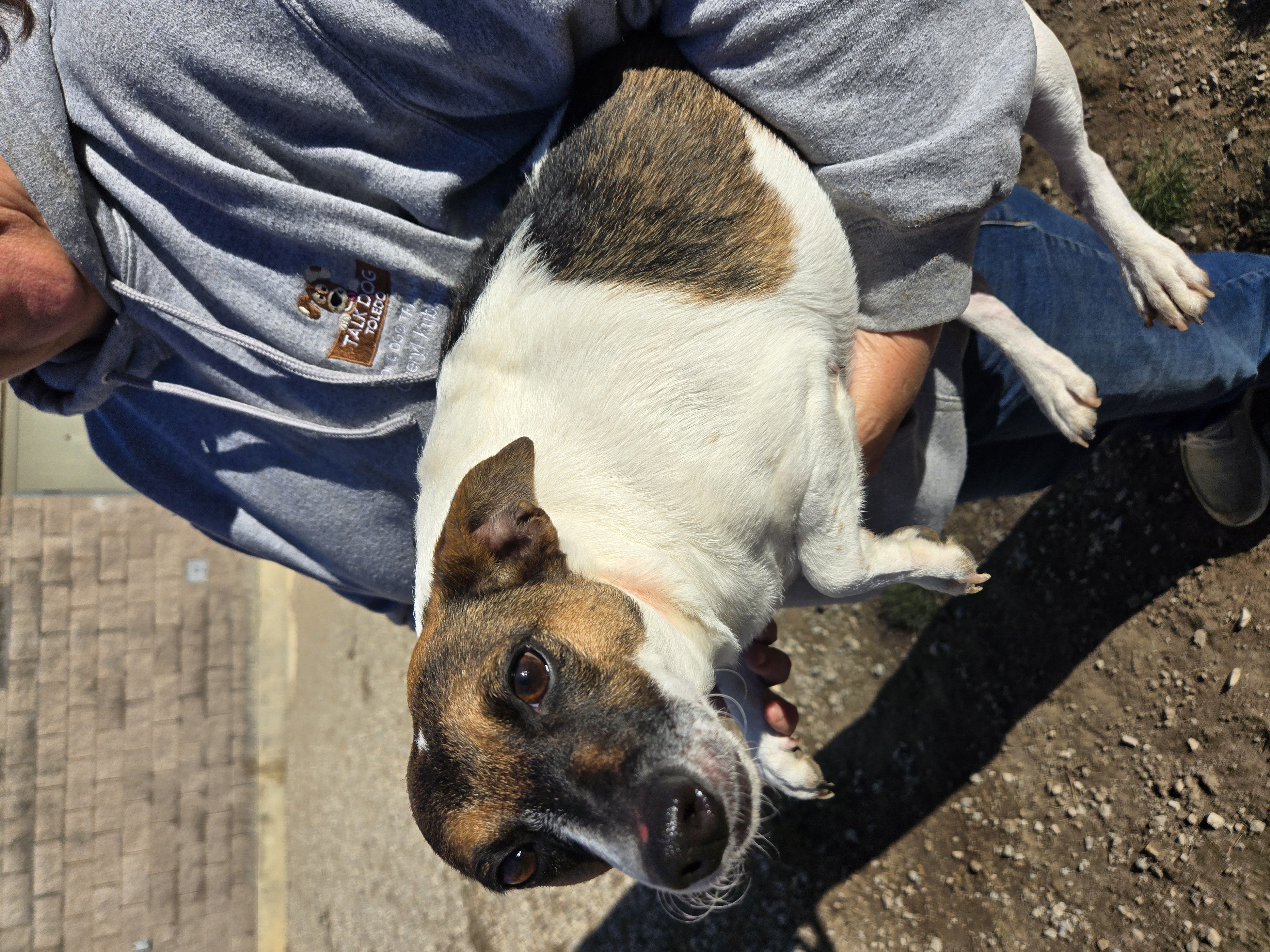 Pablo, a Adoptable Jack Russell Terrier in Toledo, OH image 3/3