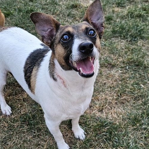 Pablo, a Adoptable Jack Russell Terrier in Toledo, OH image 2/3