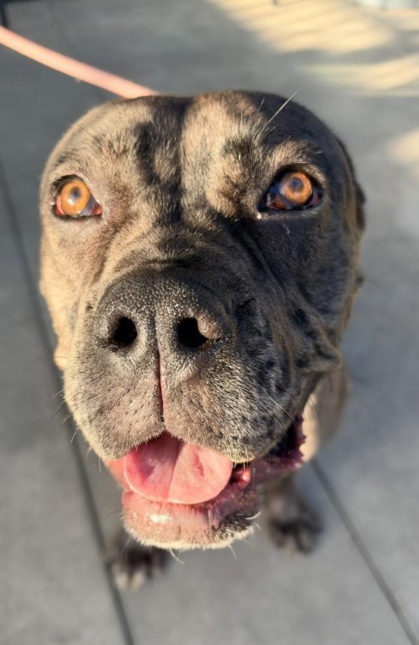 Enlarge Neveah, a Adoptable mixed breed in Tulare, CA image 1/1