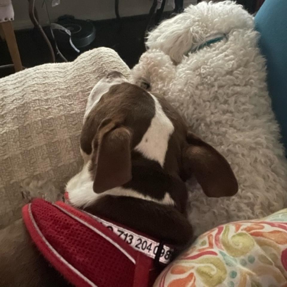 Radar, Adoptable, Adult Male Pit Bull Terrier.