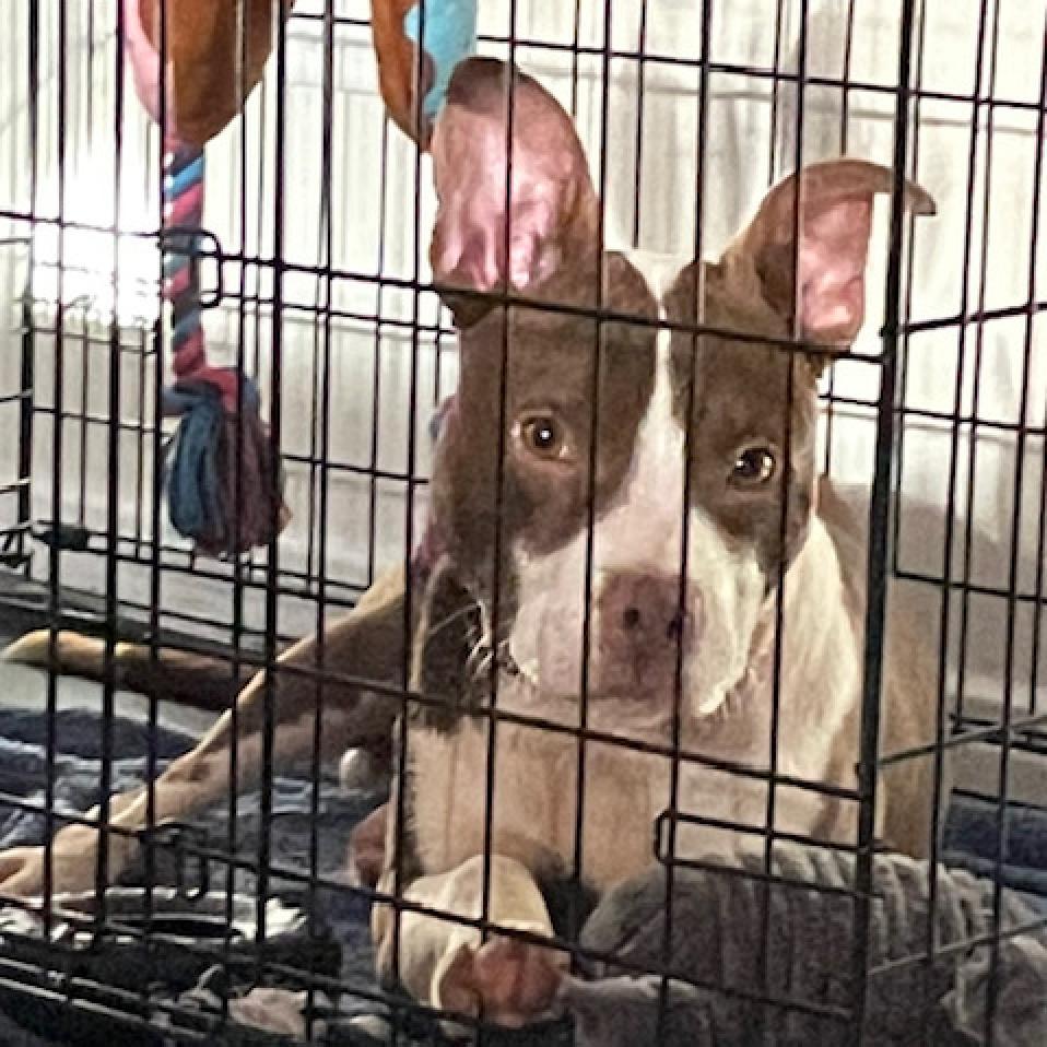 Radar, a Adoptable Pit Bull Terrier in Houston, TX image 2/5