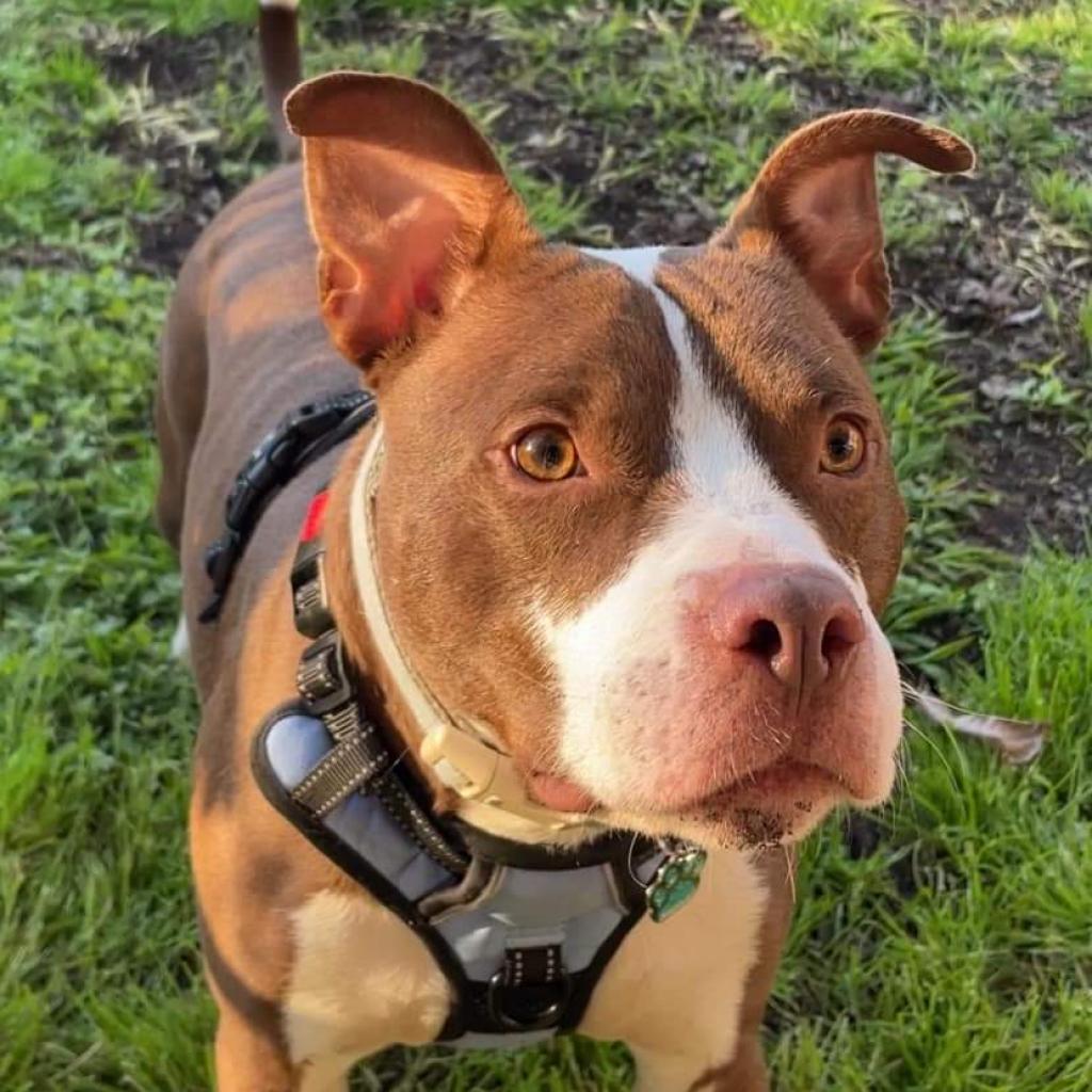 Radar, a Adoptable Pit Bull Terrier in Houston, TX image 3/5