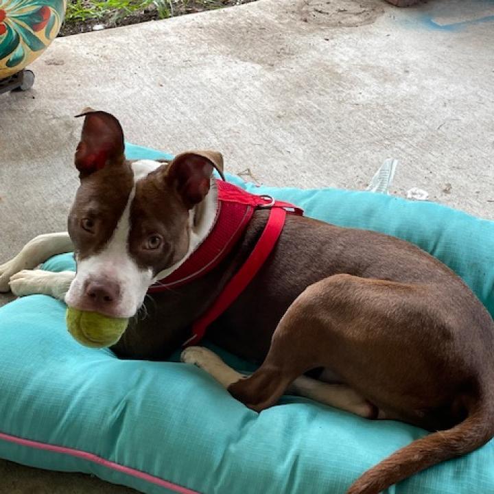 Radar, a Adoptable Pit Bull Terrier in Houston, TX image 4/5