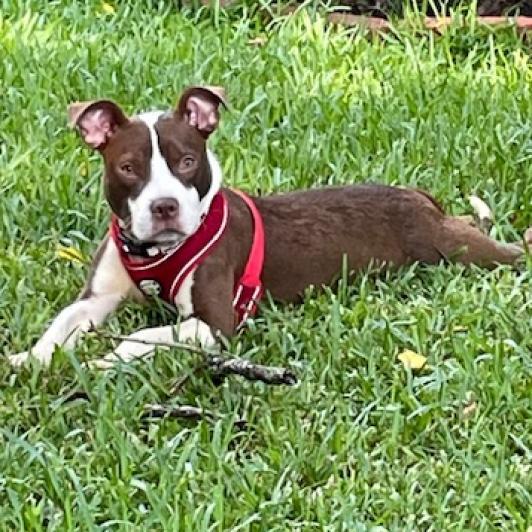 Radar, a Adoptable Pit Bull Terrier in Houston, TX image 5/5