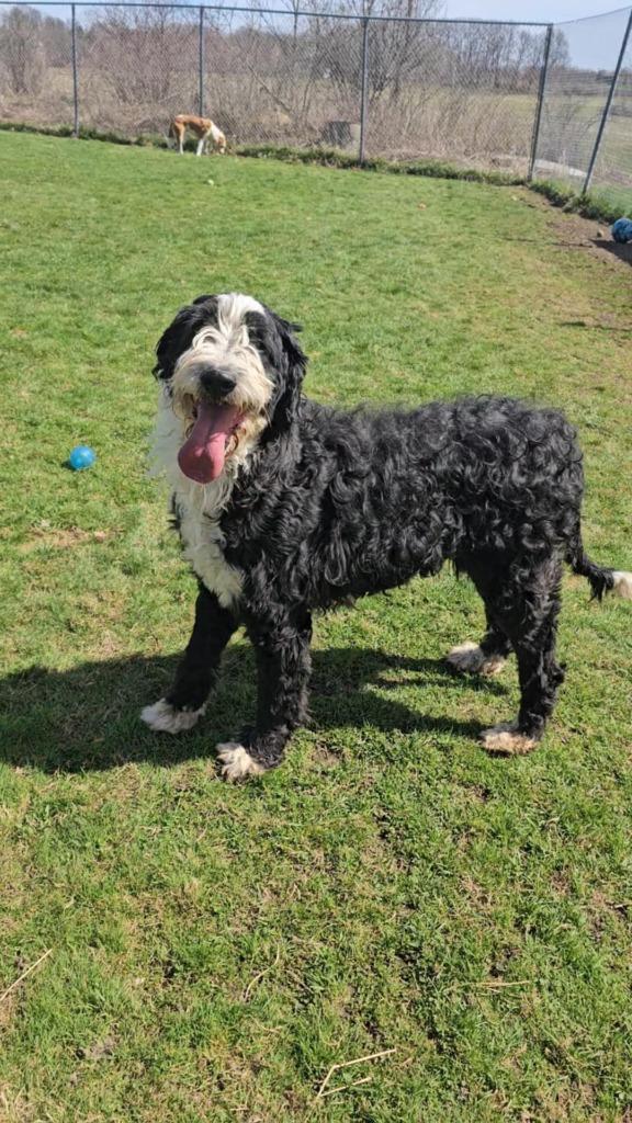Sadie, Adopted, Adult Female Bernese Mountain Dog & Poodle.